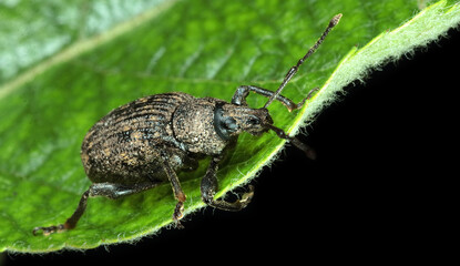 a small insect on a leaf