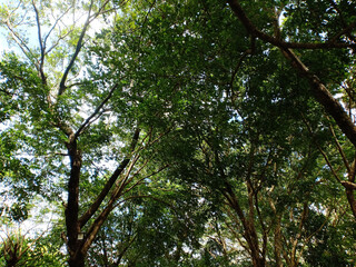 large tree branches in a city park