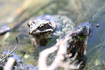 a grey brown toad frog sits in the water