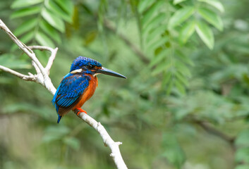 Birds that are beautiful blue in nature Blue-eared Kingfisher 