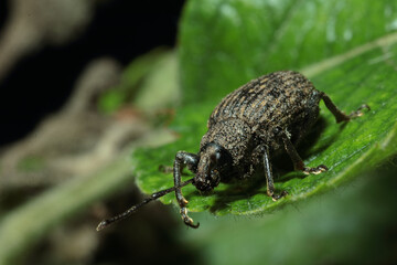 a small insect on a leaf