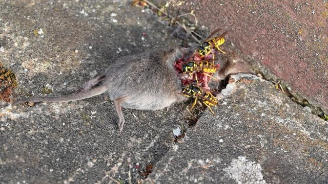 Dead gray shrew lies on stones in the sun and is eaten by wasps