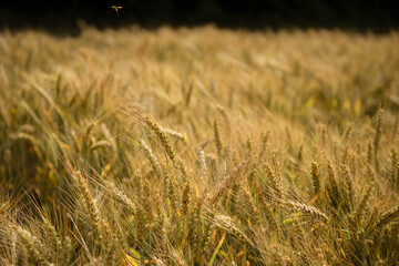 Fototapeta premium Field of wheat