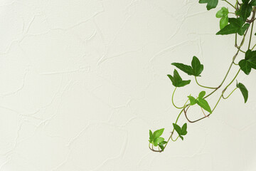 Star-shaped vine houseplant and white wall background material.  星形のつる性の観葉植物と白い壁の背景素材