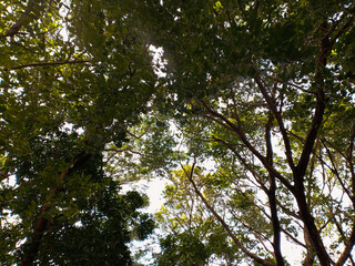 large tree branches in a city park