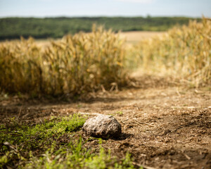 Stone in the British wheat field 