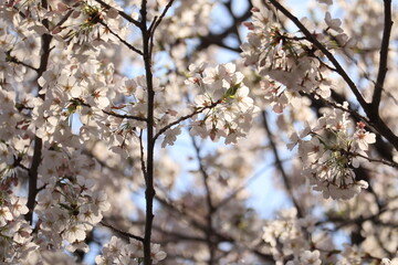 Spring  scenery around Kitanomaru Park in japan ,tokyo