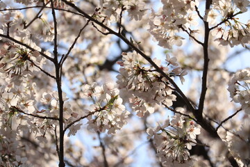 Spring  scenery around Kitanomaru Park in japan ,tokyo