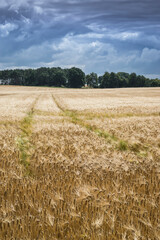 wheat field with a stormy sky