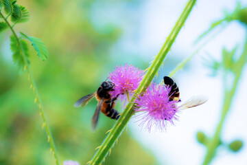 Bees on pollen in forest.