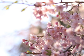 Spring scenery around Kitanomaru Park in japan ,tokyo