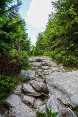 Fototapeta na wymiar ein romantischer Waldweg mit seinen und felsen im Gebirge