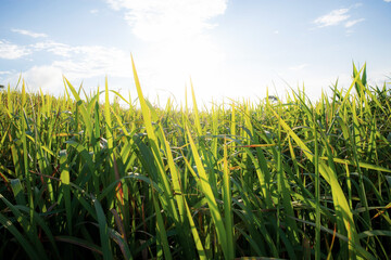 Green fields with morning sun.