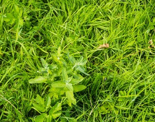 Wilde Pfefferminze auf Wiese 