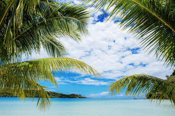 Fototapeta na wymiar Palm tree at sea with sky.