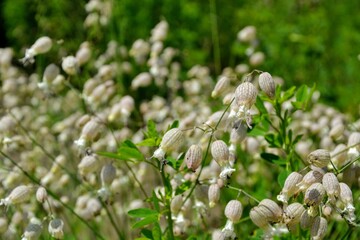 Silene vulgaris (the bladder campion or maidenstears) wild flowers on the meadow. Flowered background