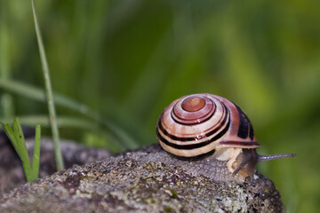 Garden banded Snail in a german garden, Grossen-Linden, Hessen, Germany