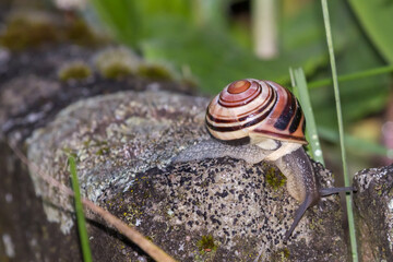 Garden banded Snail in a german garden, Grossen-Linden, Hessen, Germany