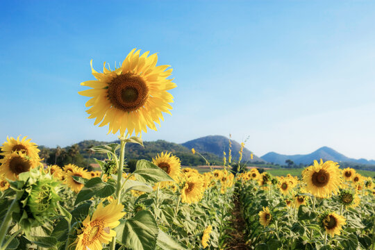 Sunflower in field of summer.