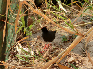 Zapornia flavirostra