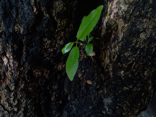 Green sprouts grow from the ground