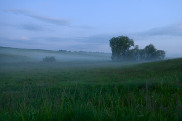 Evening summer landscape with fog over a clearing with trees