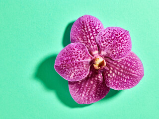 Vanda orchid flower on green background