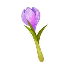 Purple Crocus Flower on Stalk Isolated on White Background Vector Illustration