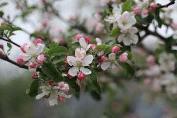Fototapeta na wymiar Apple blossom in spring with white pink flowers, beautiful spring time, spring Apple blossom