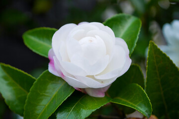 サザンカの花05