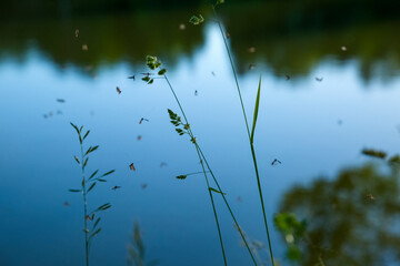 Wild grass on the lake. Evening. Mosquitos fly over the grass. Blurred background.