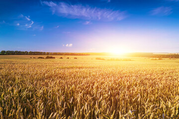 Field landscape. Farming field of wheat before harvest.