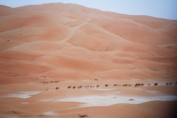 mareeb dune in desert and camel caravan