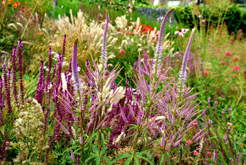the inflorescence is composed of small, lilac-pink to light purple flowers, to which long white stamens with dark purple anthers protrude from the calyx. perennials in tone-on-tone compositions