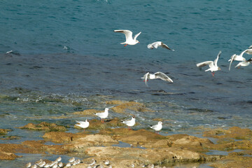 Seagulls fronting the 