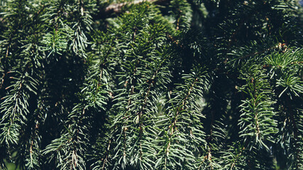 Larch tree branches. Larch. Green nature background. Larix.
