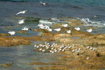 Seagulls fronting the 