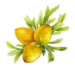 Watercolor illustration. Argan fruit with leaves on a branch on a white background.