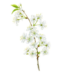 Watercolor illustration. Delicate cherry blossoms on a branch on a white background.