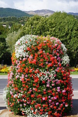 unusual way of growing colorful flowers in the town of Embrun, France