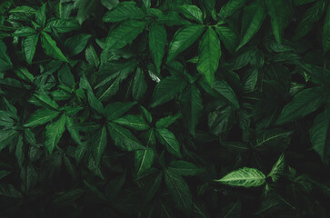 Dark green leaves in the garden. Emerald green leaf texture. Nature abstract background. Tropical...
