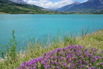 Fototapeta na wymiar alpine lake in the French alps of Serre Ponçon with purple wildflowers