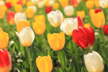 Tulips field in the park ,japan,tokyo