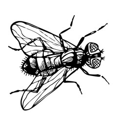 Hand drawn sketch of fly. Drawing of Insect isolated on white background. Engraving style illustrations.