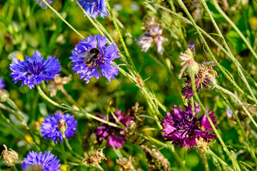 Blumenwiese im Garten, Insektenschutz