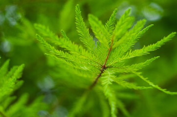 close up of green leaves