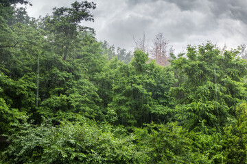 Heavy rain and wind in the deciduous forest
