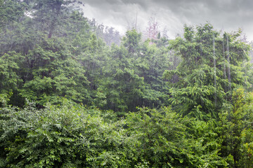 Fragment of the deciduous forest during heavy rain