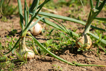 Zwiebelanbau auf dem Feld, ertragreiche Ernte von Speisezwiebel in der Landwirtschaft.