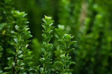 close up of a green plant